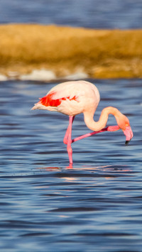 wild animal-12