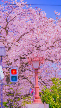 Cherry Blossom Season