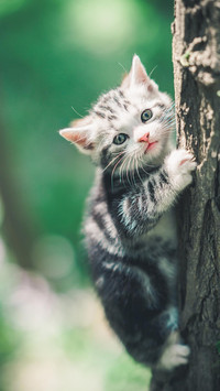 Pet cat52