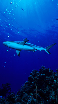Why Sharks Dont Eat Dolphins 7