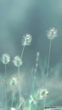 LovePik-plant (7)