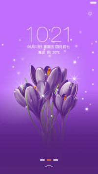紫色郁金香