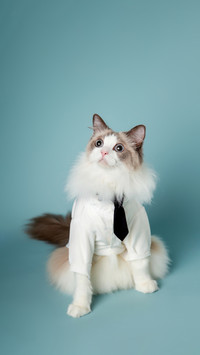 猫咪怎么理解你上班？