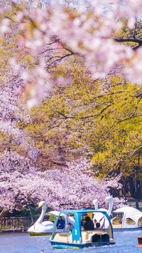Cherry blossoms in splendor