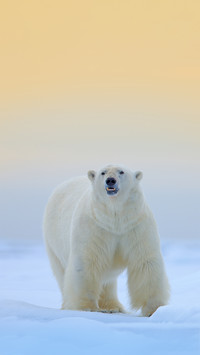 Polar Bear