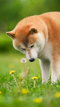 Dandelion and fat shiba inu