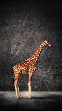 African shortened giraffe