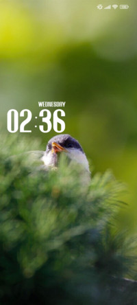 Spring Bird