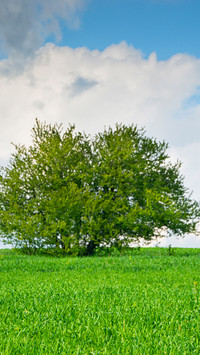 Green grass and blue sky