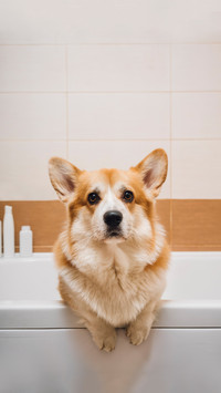 Why is a dogs nose always wet