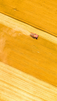 Harvesting wheat fields along