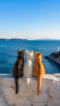 Adorable vacation cat