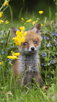 Red fox 3