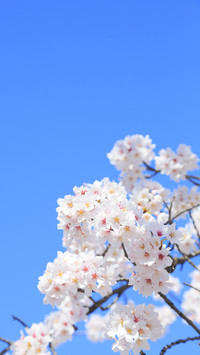 Cherry blossoms18