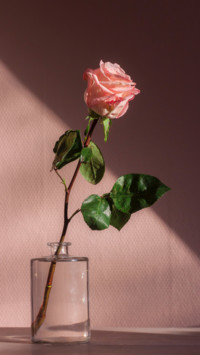 Romantic (13)