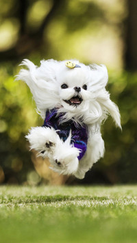 养狗好处多