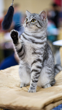 猫应该从什么阶段领养