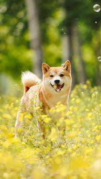 Why are shiba inus disliked by dog owners
