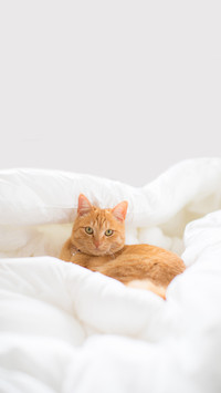 猫向你表达歉意的行为