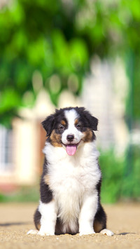 Australian shepherd puppy outdoor