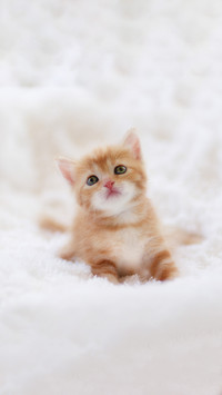 Cute little kitten on white blanket