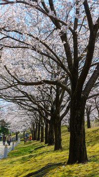 cherry blossom