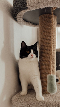 爱玩的小猫咪