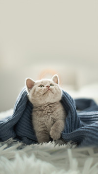 猫咪玻璃胃养护指南
