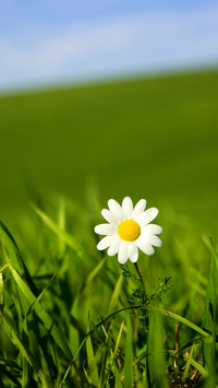 Fresh Daisy