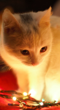 Cute Animals (4)