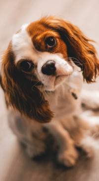 Cute Animals (25)