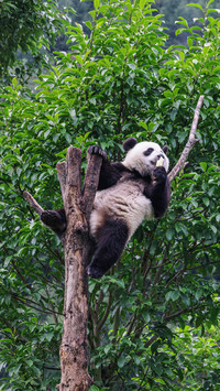 A grand display of giant pandas eating postures
