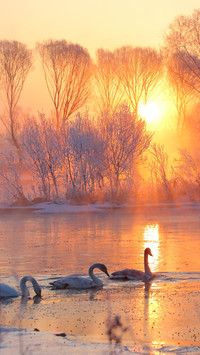 The morning mist condenses frost and the wings rest