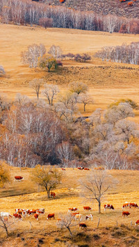 Autumn falls on the vast grassland 2