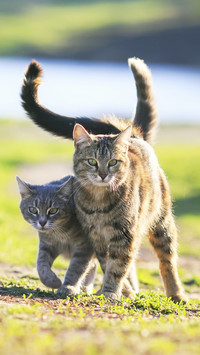 Two cats can really fight at 78
