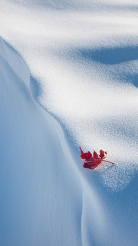 international_snow (1)
