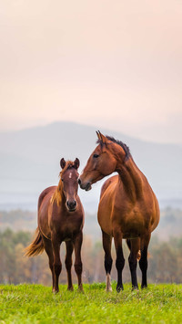 Cold knowledge about horses