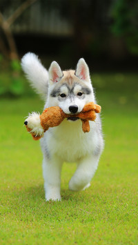 Siberian Husky Puppy Hold Toy in Mouth in the Park