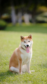 倔强的柴犬