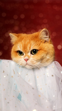 Cat youre eating alone again 5