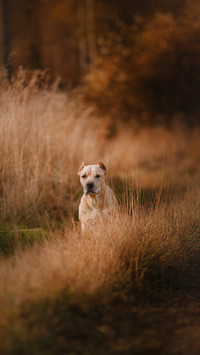 Pit bull dog on the nature, walking in autumn park