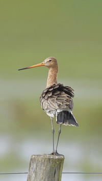 The survival habits of the blacktailed godwit
