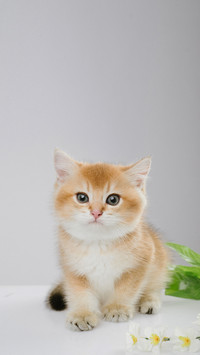 Kitten of Cute British Chinchilla on a White Background