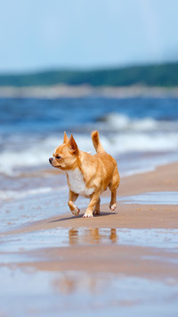 Chihuahua dog walking on the beach