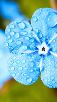 Raindrops (11)