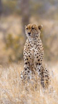 Cheetah in South Africa