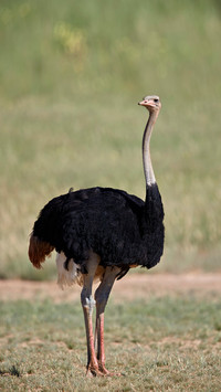 Rumors about ostriches 37