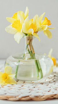 Elegant daffodils
