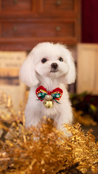 马尔济斯犬的小秘密