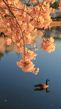 The cherry blossoms in the tidal lake
